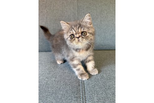 販売中の兵庫県のエキゾチックショートヘア-114419の4枚目