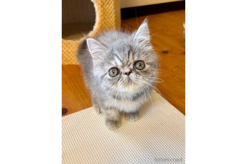 販売中の兵庫県のエキゾチックショートヘア-114419の3枚目