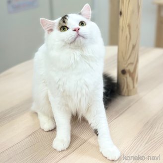 販売中の神奈川県のスコティッシュフォールド-96639の5枚目