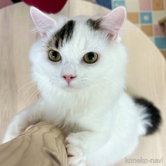販売中の神奈川県のスコティッシュフォールド-96639の4枚目
