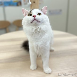 販売中の神奈川県のスコティッシュフォールド-96639の3枚目
