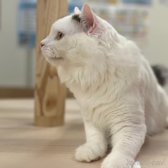 販売中の神奈川県のスコティッシュフォールド-96639の2枚目