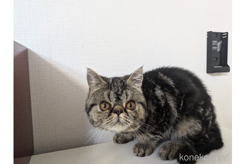 販売中の大阪府のエキゾチックショートヘア-115838の3枚目