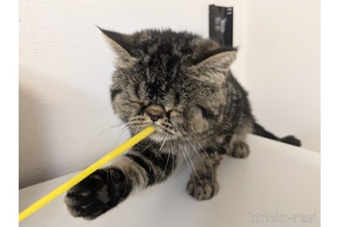 販売中の大阪府のエキゾチックショートヘア-115838の4枚目