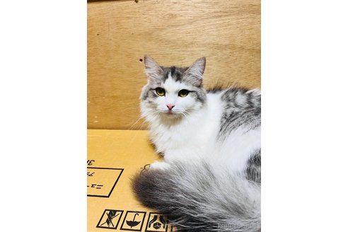 販売中の大阪府のマンチカン-115839の2枚目