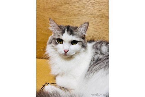販売中の大阪府のマンチカン-115839の11枚目