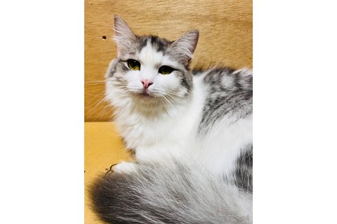 販売中の大阪府のマンチカン-115839の12枚目