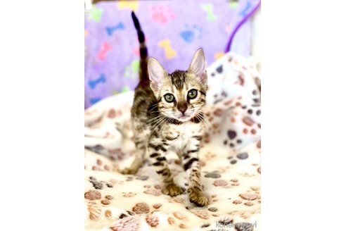 販売中の東京都のベンガル-113177の45枚目