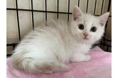 成約済の福岡県のスコティッシュフォールド-114738の2枚目