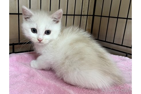 成約済の福岡県のスコティッシュフォールド-114738の1枚目
