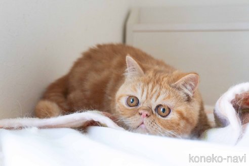 成約済の東京都のエキゾチックショートヘア-104222の10枚目