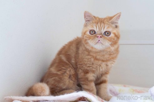 成約済の東京都のエキゾチックショートヘア-104222の9枚目