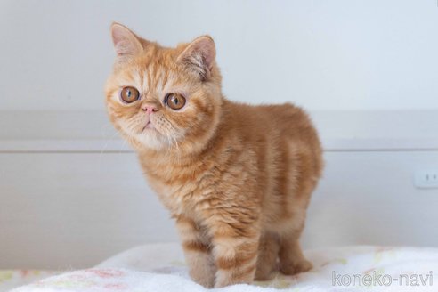 成約済の東京都のエキゾチックショートヘア-104222の8枚目
