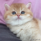 オンライン見学