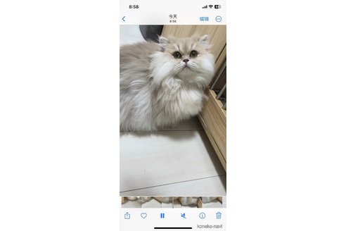 ののミヌエット-