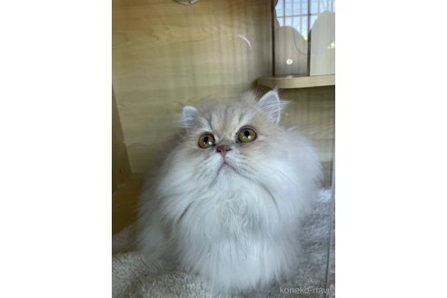 xiaokuiちゃん1枚目