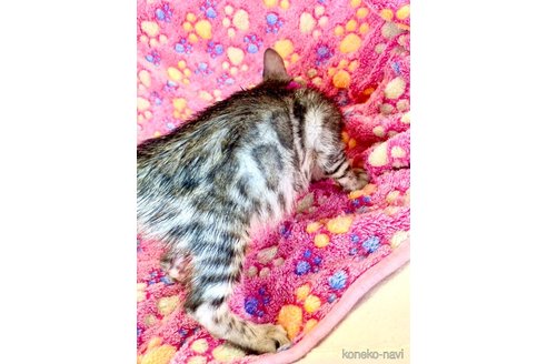 販売中の静岡県のベンガル-111760の34枚目
