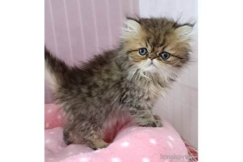 販売中の奈良県のペルシャ-112595の6枚目