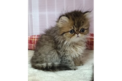 販売中の奈良県のペルシャ-112595の5枚目