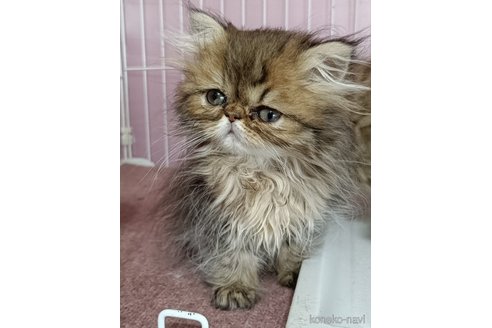 販売中の奈良県のペルシャ-112595の3枚目
