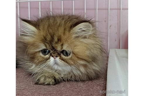 成約済の奈良県のペルシャ(チンチラ)-112593の4枚目