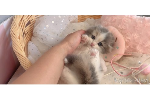 販売中の群馬県のスコティッシュフォールド-114970の3枚目