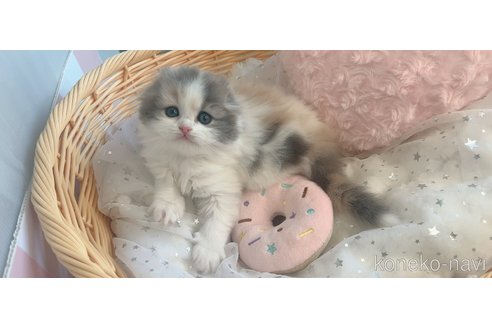 販売中の群馬県のスコティッシュフォールド-114970の4枚目