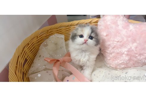 販売中の群馬県のスコティッシュフォールド-114970の5枚目