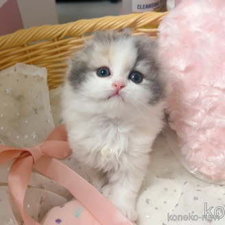 販売中の群馬県のスコティッシュフォールド-114970の2枚目