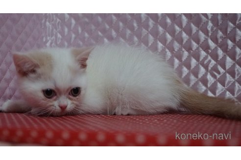 販売中の静岡県のエキゾチックショートヘア-115502の11枚目