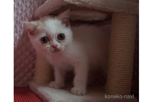 販売中の静岡県のエキゾチックショートヘア-115502の9枚目