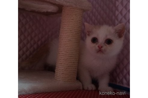 販売中の静岡県のエキゾチックショートヘア-115502の8枚目