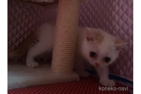 販売中の静岡県のエキゾチックショートヘア-115502の7枚目