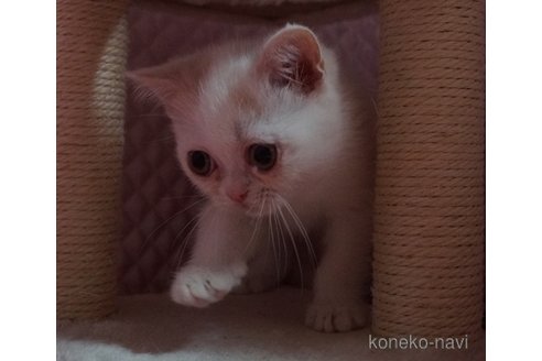 販売中の静岡県のエキゾチックショートヘア-115502の6枚目