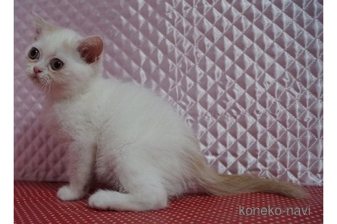 販売中の静岡県のエキゾチックショートヘア-115502の5枚目