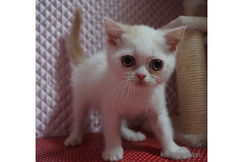 販売中の静岡県のエキゾチックショートヘア-115502の4枚目