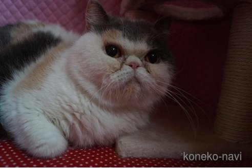 販売中の静岡県のエキゾチックショートヘア-115502の3枚目