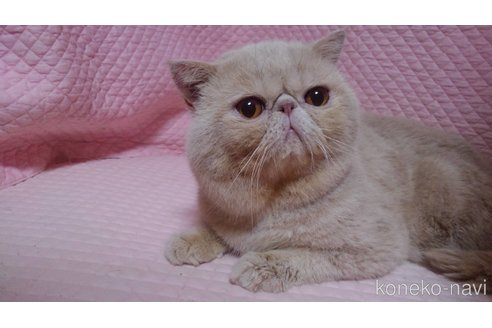 販売中の静岡県のエキゾチックショートヘア-115502の2枚目
