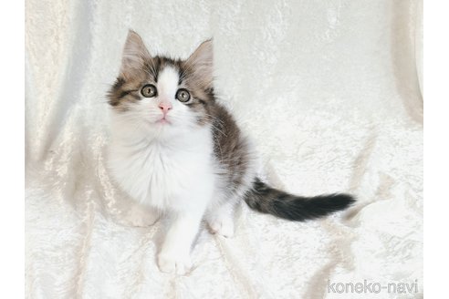 販売中の神奈川県のノルウェージャンフォレストキャット-113008の6枚目