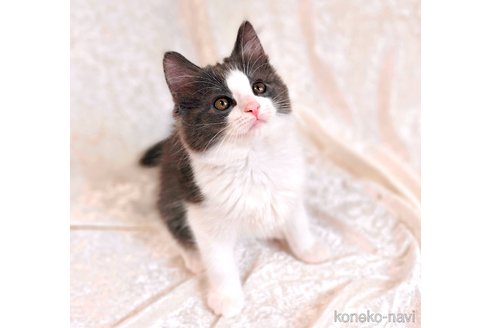 販売中の神奈川県のノルウェージャンフォレストキャット-113009の5枚目