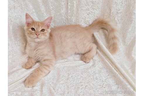 販売中の神奈川県のノルウェージャンフォレストキャット-110171の2枚目