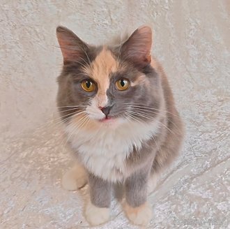 販売中の神奈川県のノルウェージャンフォレストキャット-104221の6枚目