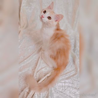 販売中の神奈川県のノルウェージャンフォレストキャット-110128の4枚目
