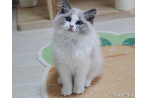成約済の山梨県のラグドール-111578の9枚目