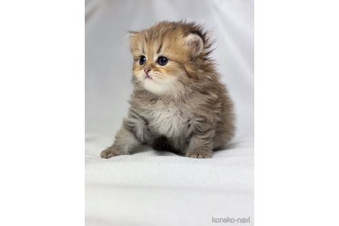 販売中の三重県のペルシャ(チンチラ)-115856の3枚目