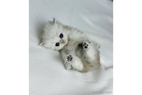 販売中の三重県のペルシャ(チンチラ)-115857の4枚目