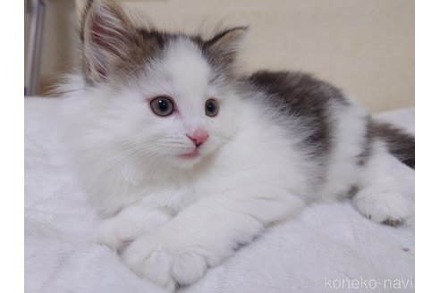販売中の埼玉県のノルウェージャンフォレストキャット-113381の7枚目