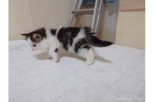 販売中の埼玉県のノルウェージャンフォレストキャット-113381の5枚目