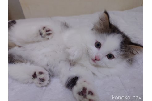 販売中の埼玉県のノルウェージャンフォレストキャット-113381の4枚目