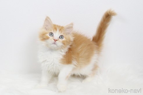 販売中の愛知県のスコティッシュフォールド-113333の3枚目